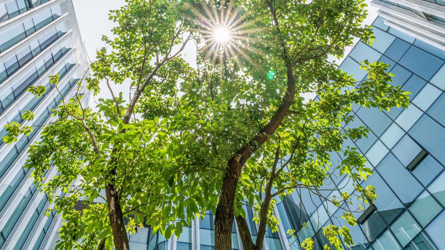 Ground view of trees and city skyscrapers