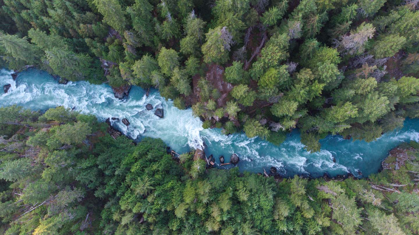 Sustainability_ river through trees
